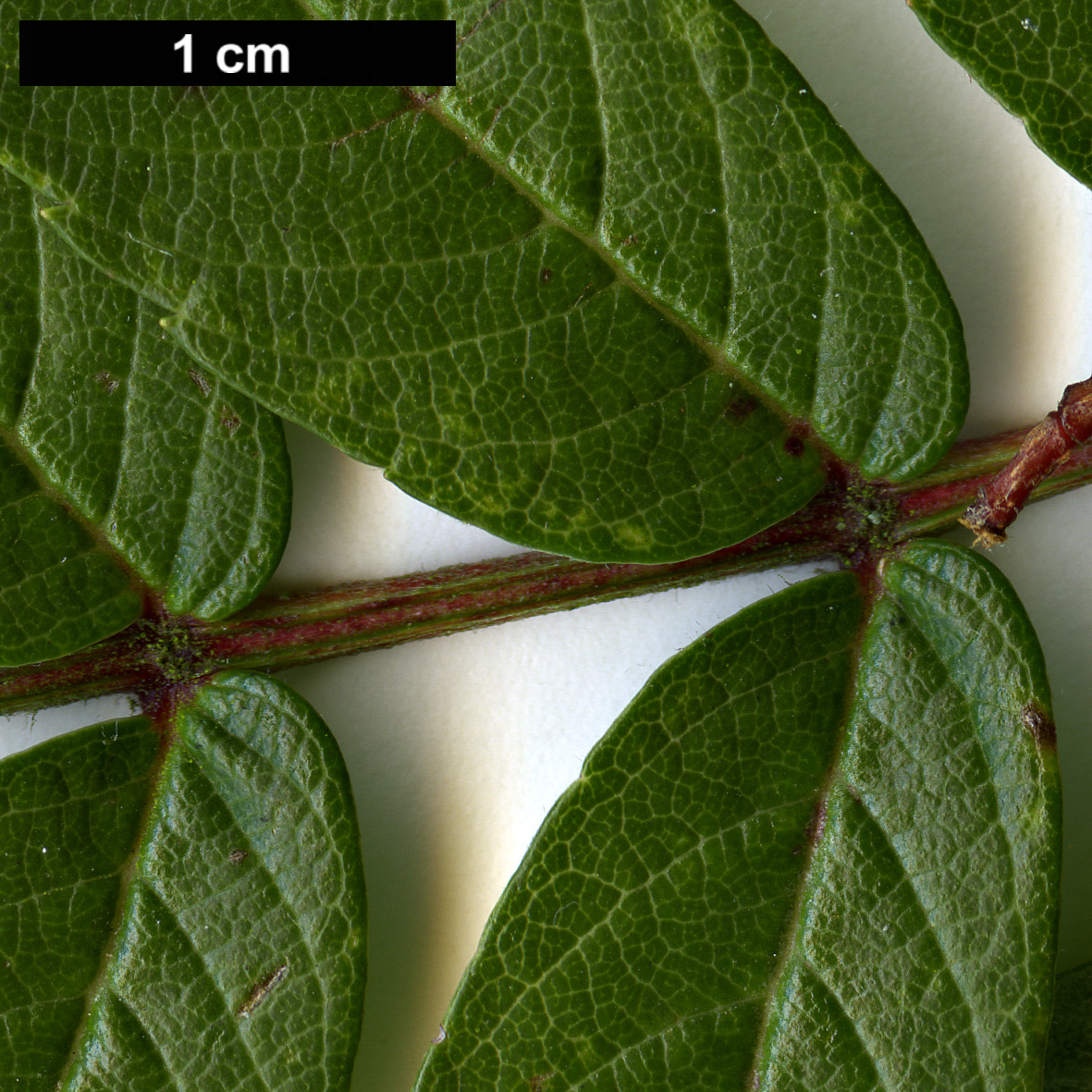 High resolution image: Family: Rosaceae - Genus: Sorbus - Taxon: esserteauiana × S.scalaris